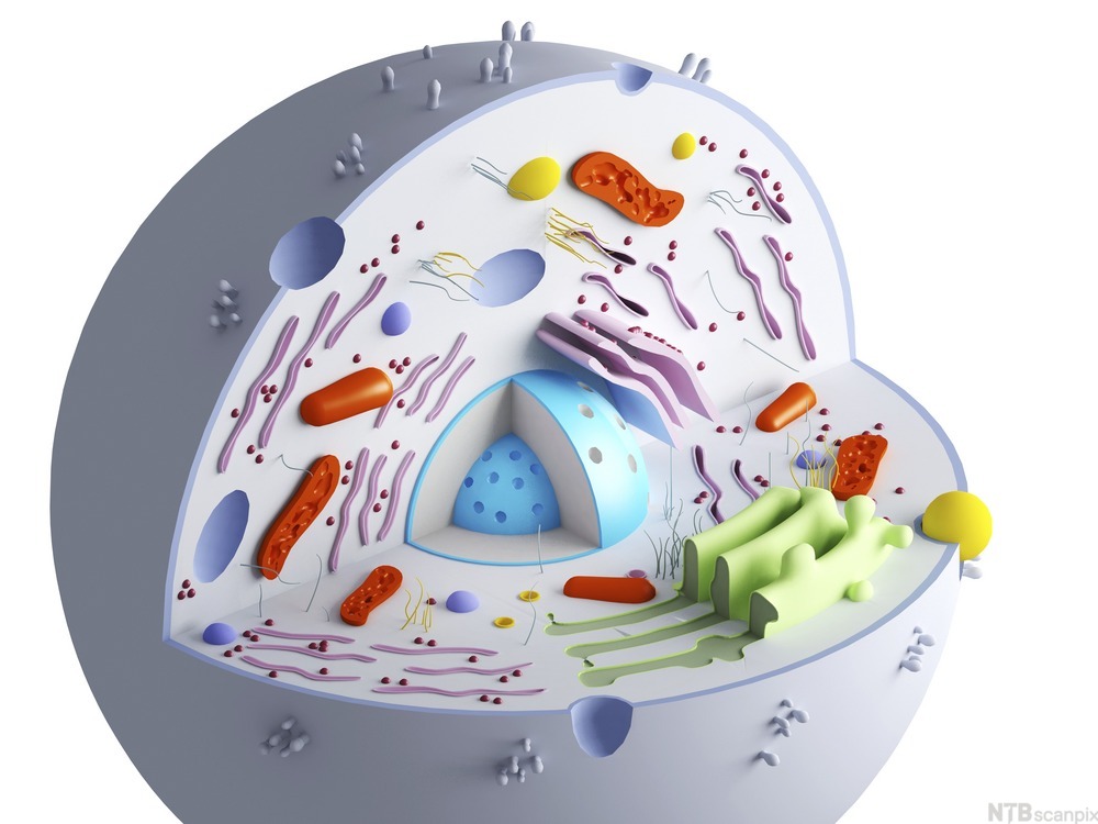 vingsoppgaver-cellenes-oppbygning-og-indre-struktur-biologi-1-ndla