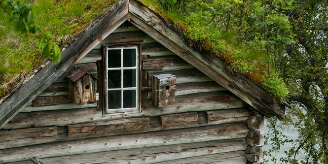 Gammelt hus med gress på taket. Overvokst torvtak. Foto. 