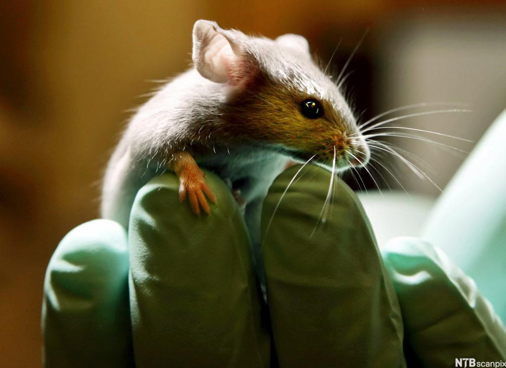 Forsker som holder en mus. Foto.