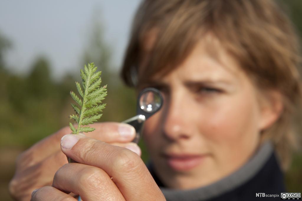 En ung kvinne ser på en plante i et forstørrelsesglass. Foto.