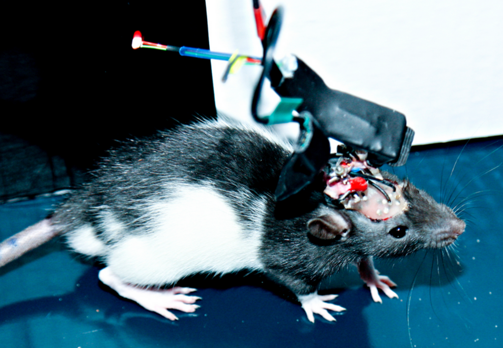 Nærbilde av rotte som har festa måleutstyr på hodet sitt. Foto.