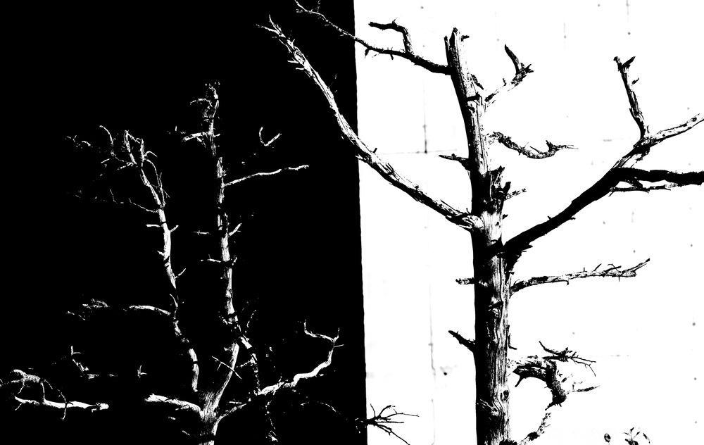 To trær, det ene på sort og det andre på hvitt. Foto