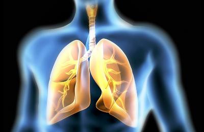 Lunger vises i gjennomsiktig overkropp. Illustrasjon.
