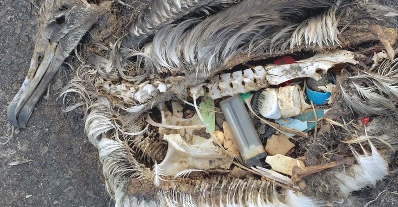 Milj bevisste Valg Kort Om Mikroplast Yrkesliv I Barne Og 