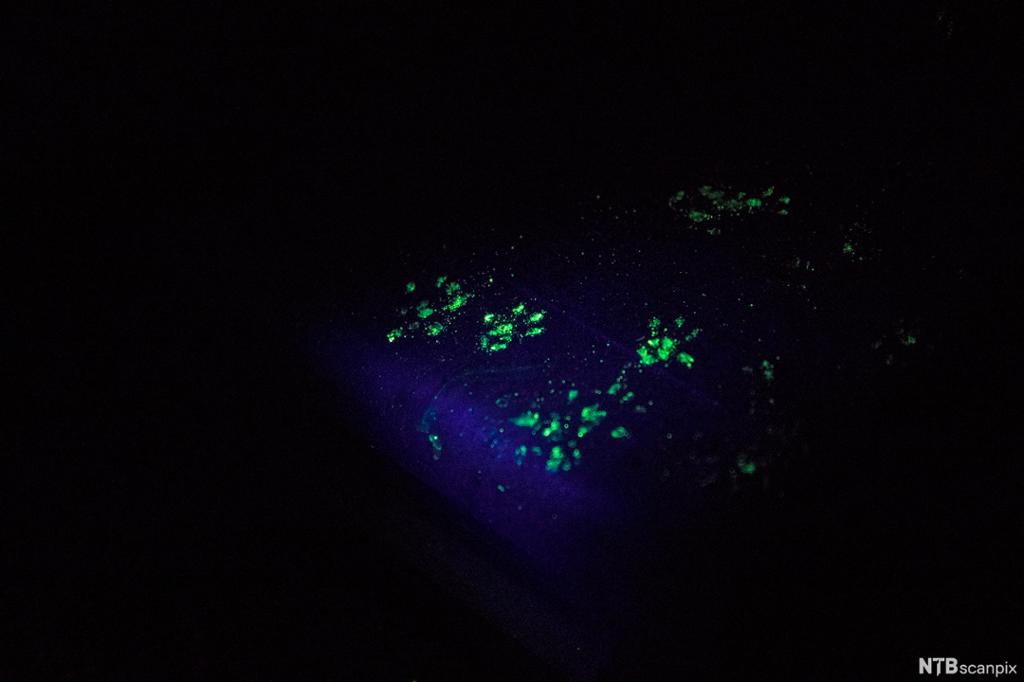 En mørk gjenstand avslører smittestoff ved hjelp av fluoriserende sporingspulver som lyser opp under UV-lys. Foto.