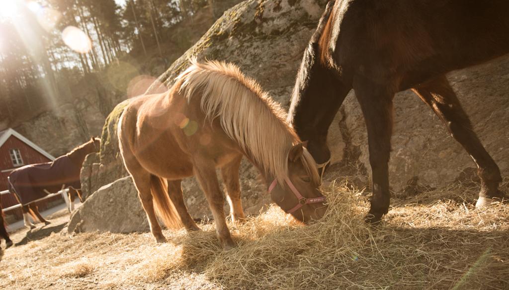 Hester går utendørs og spiser grovfôr. Foto.