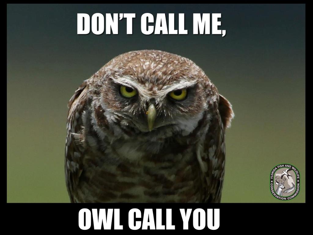 Et mem med foto av ei ugle som ser inn i kamera. Over ugla står teksten: "Don't call me", under står det "owl call you". Illustrasjon.