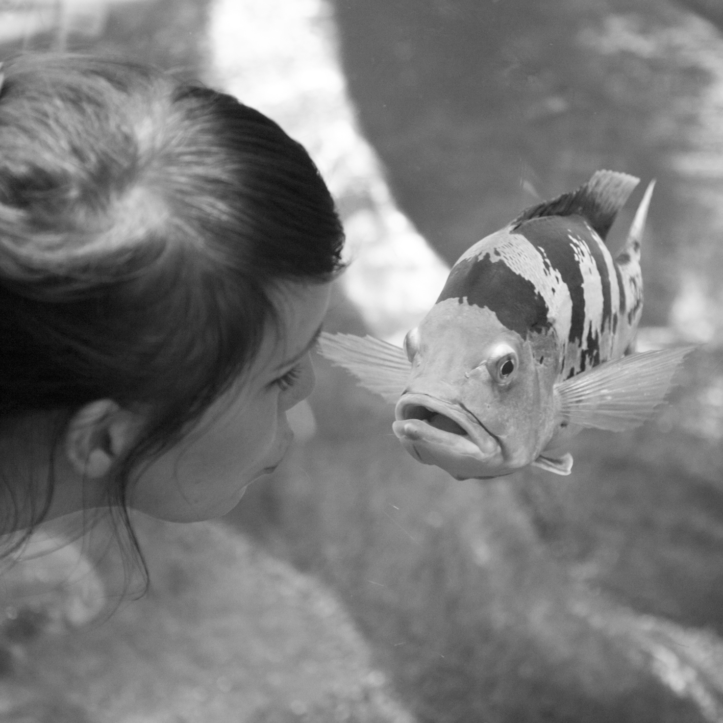 Jente møter blikket til fisk i akvarium. Foto.