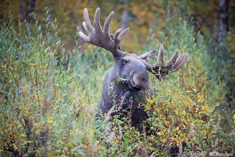 Elg på beite. Foto.