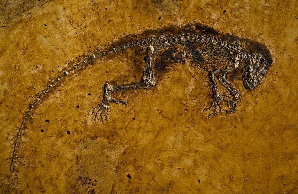 Apeskjelett – fossil med lang hale. Foto.