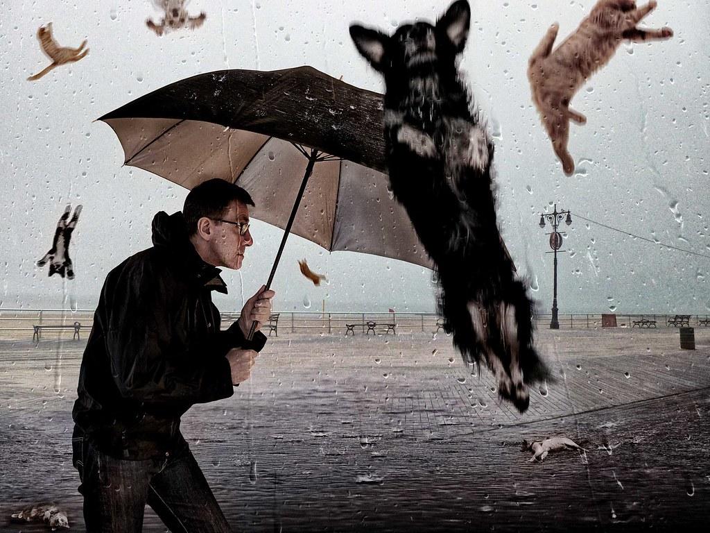 A man is walking in the rain holding an umbrella while cats and dogs are 'raining' down on him. Photo. 