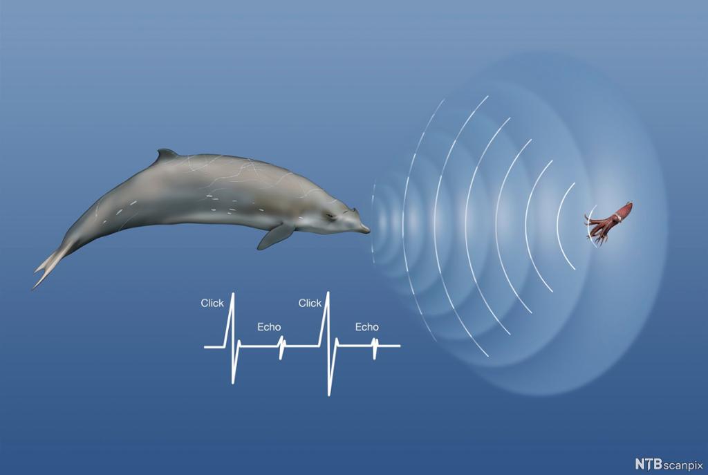 En hval, lydbølger og reflekterte lydbølger fra en blekksprut. Illustrasjon.