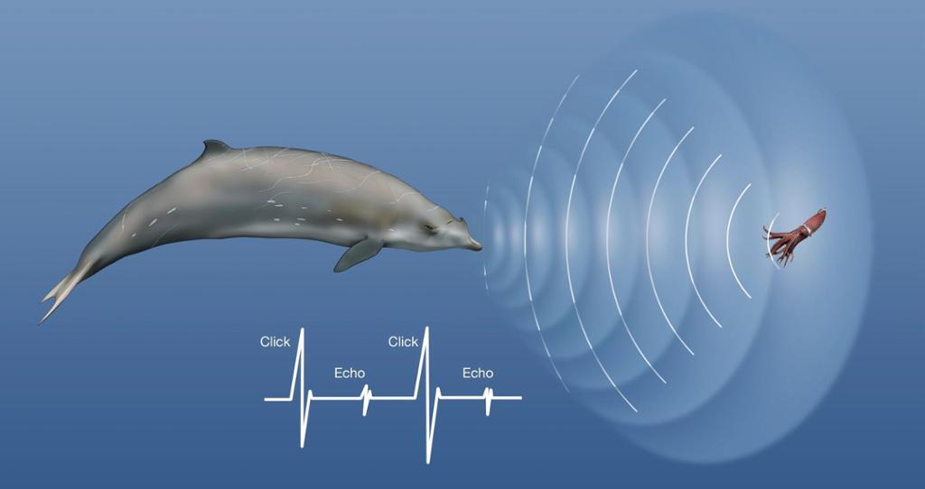 En hval sender lydbølger mot en blekksprut, og de reflekteres og sendes tilbake. Ei linje viser klikkelyd, deretter et lavere ekko, ny klikkelyd, nytt ekko. Illustrasjon.