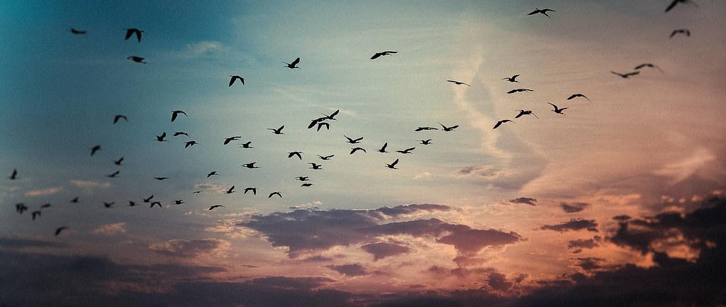 A photo of a flock of birds, flying in the red evening sky.