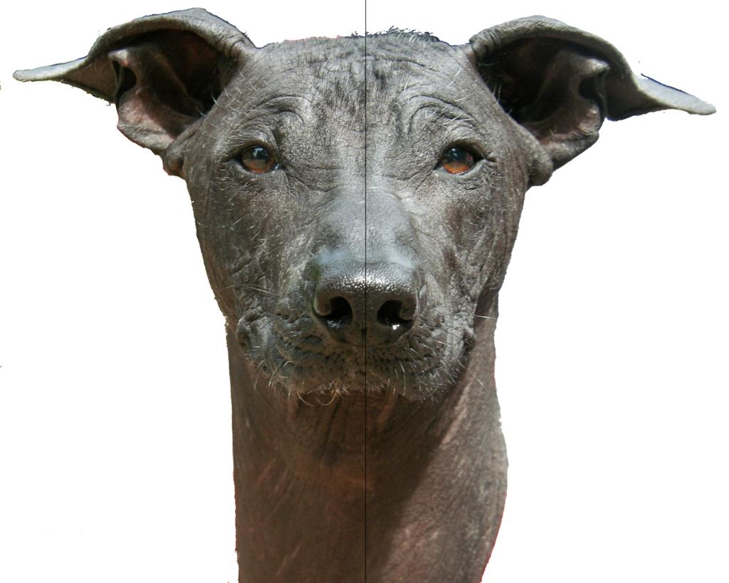Portrett av hundehode som viser at hodet er symmetrisk rundt en midtakse. Foto.