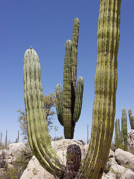 Kaktus i ørkenområde. Foto.