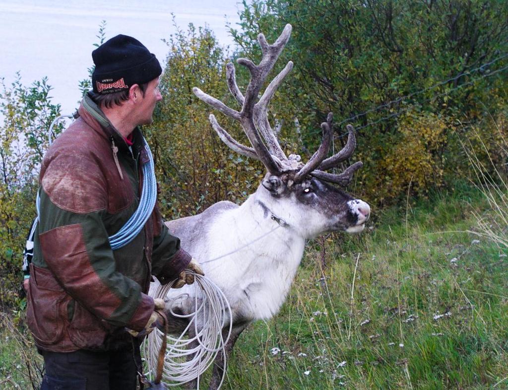 A man, holding a heaving line, is standing next to a reindeer. Photo.