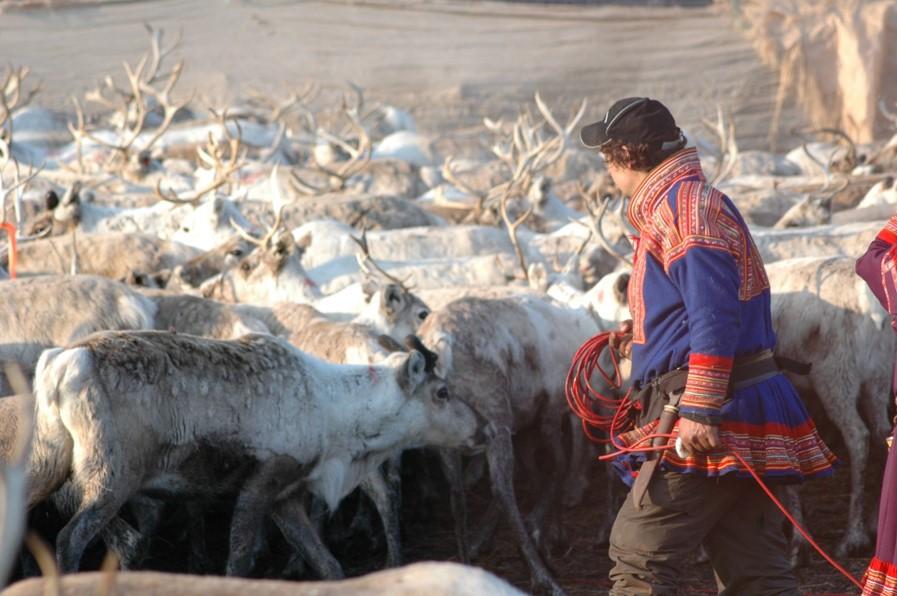 Mann i samiske klær ved en reinflokk. Foto.
