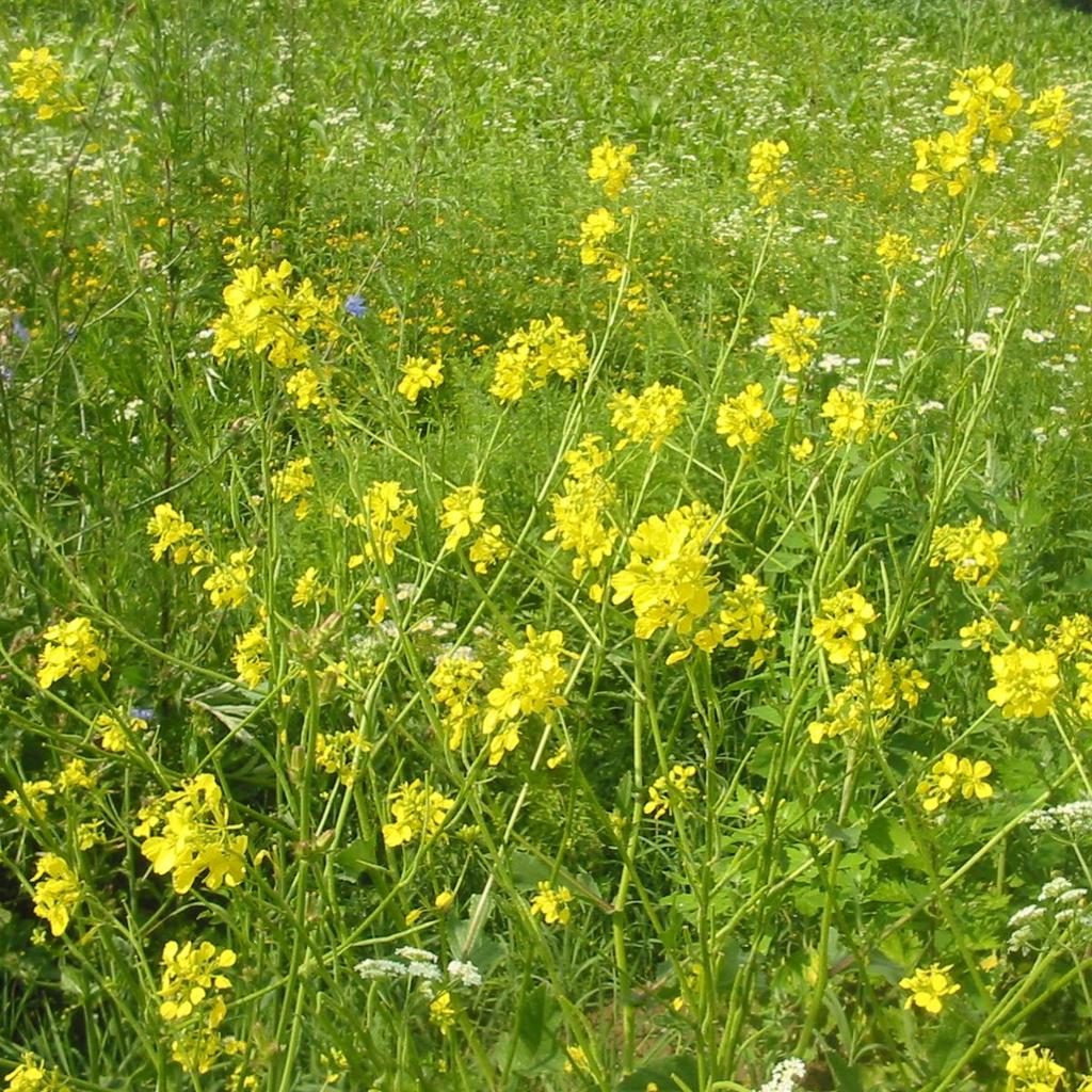 Plante med greinete stengel og gule blomstrar. Foto.