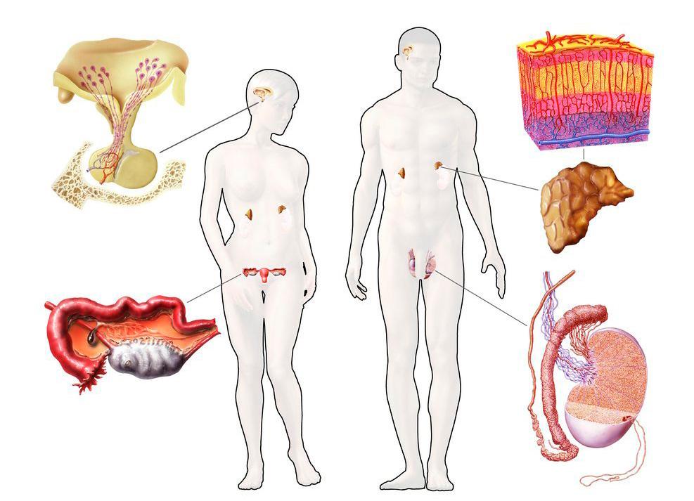 Steder i kroppen der det produseres kjønnshormoner. Illustrasjon.