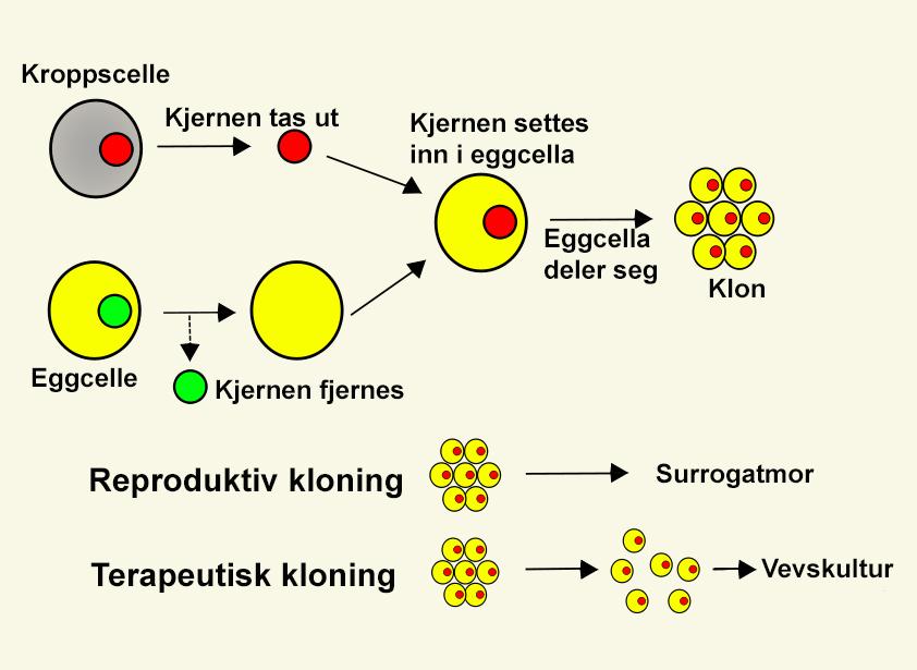 Plansje over terapeutisk og reproduktiv kloning.
