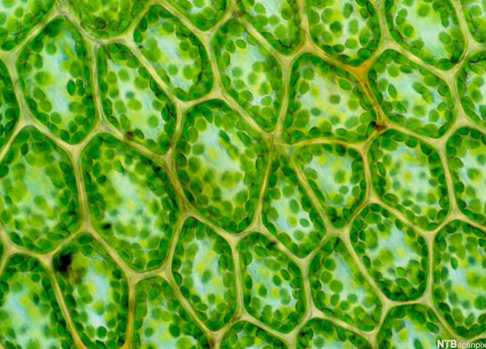 Mikroskopbilde av løvceller med mange kloroplaster langs celleveggen.