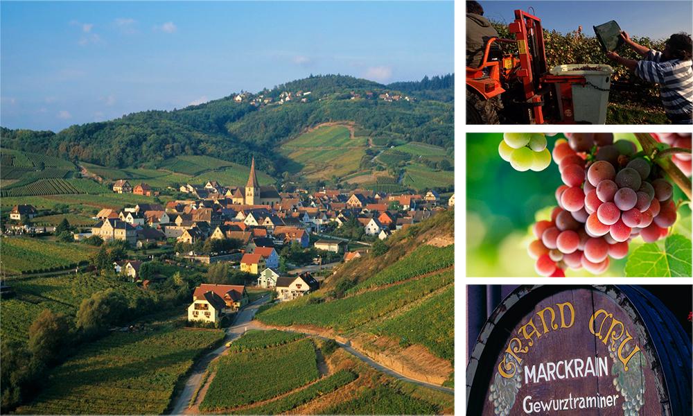 Kollasj: med bilder fra Alsace. Høsting av vindruer og landsbyen Niedermorschwihr.
