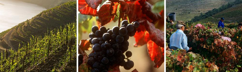 Kollasj: Douro