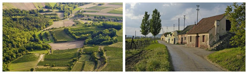 Landskapsbilder av vinområdet Niederösterreich. En liten landsby og vinranker.