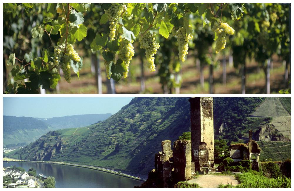 Ruiner av slottet Metternich og Müller-Thurgau vinstokker.