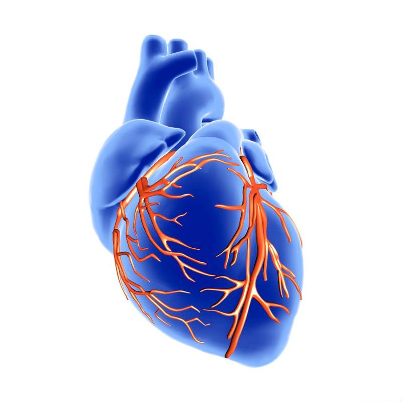 Modell av blodforsyningen til hjertet. Blått hjerte med røde blodårer rundt. Illustrasjon. 