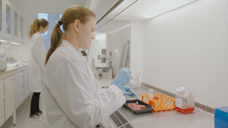 To kvinnelige forskere jobber med kjøtt på et laboratorium. Foto.