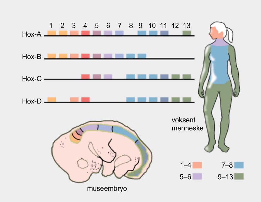 Fire rader (A-D) som viser ulike fargemønstre. Fargemønstrene representerer ulike genuttrykk for hvert av de fire settene med gener. Disse fargemønstrene gjenspeiles i en silhuett av en menneskekropp, og en silhuett av et museembryo. Illustrasjon. 