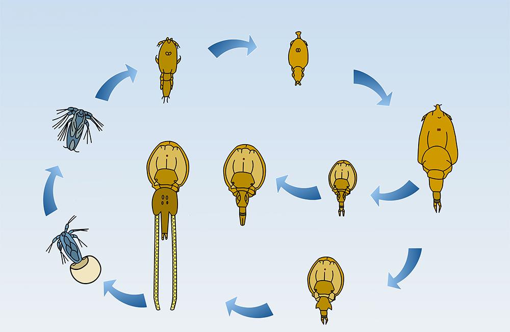 Illustrasjon som viser livssyklusen til lakselus.