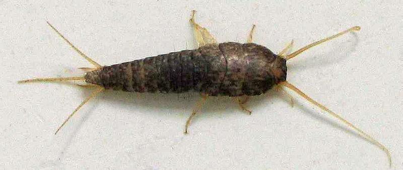 Lepisma saccharina. Foto.