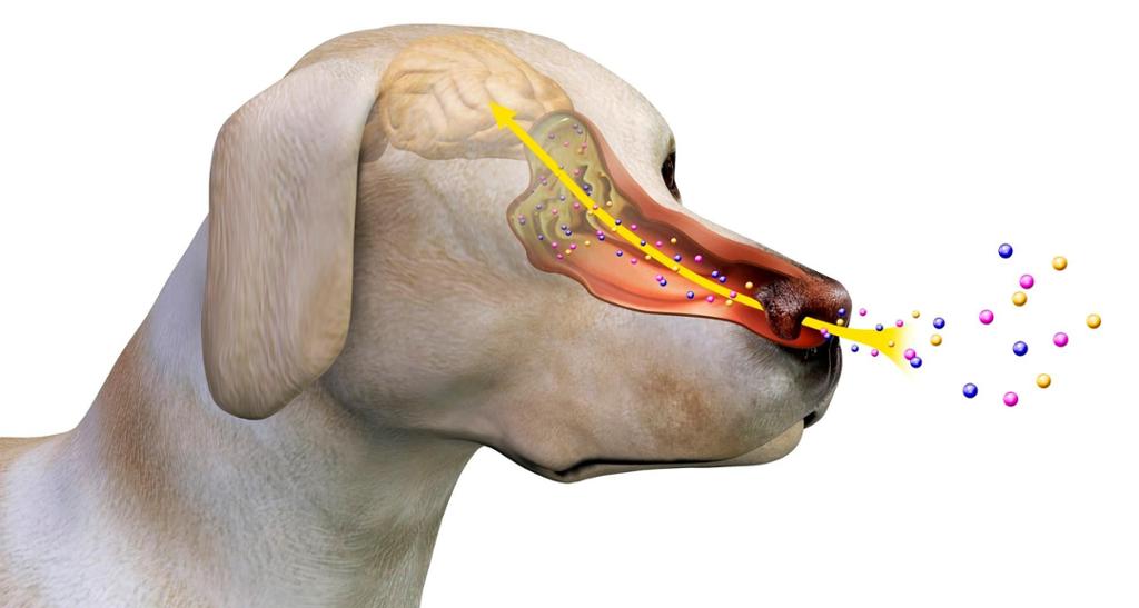 Eit hundehovud der luftvegane frå nasen til luktepitel og det relativt store området i hjernen der sanseoppfatninga blir registrert og tolka, er teikna inn. Illustrasjon.