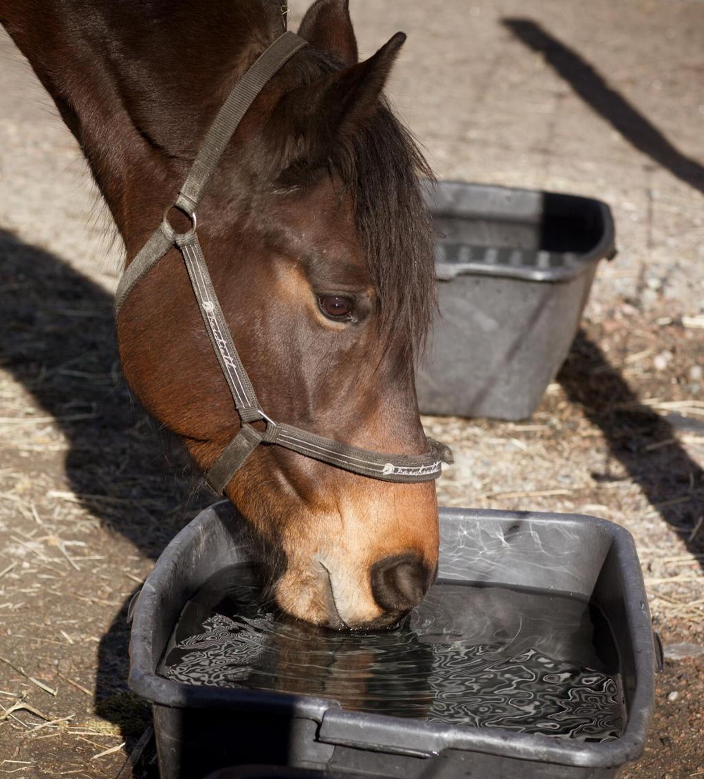 Hest drikker vann. Foto.