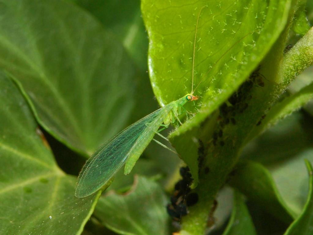 Foto av grønt insekt som har gjennomsiktige vinger og sitter på et blad