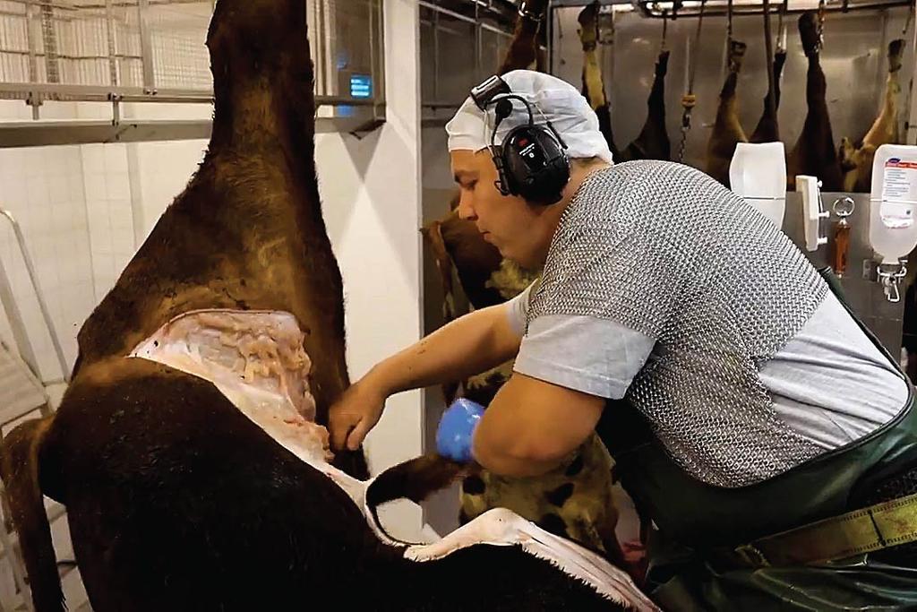 Slakter i arbeidsantrekk inne i et produksjonslokale. En dyreskrott er hengt opp og slakteren holder på å skjære den opp. Foto.