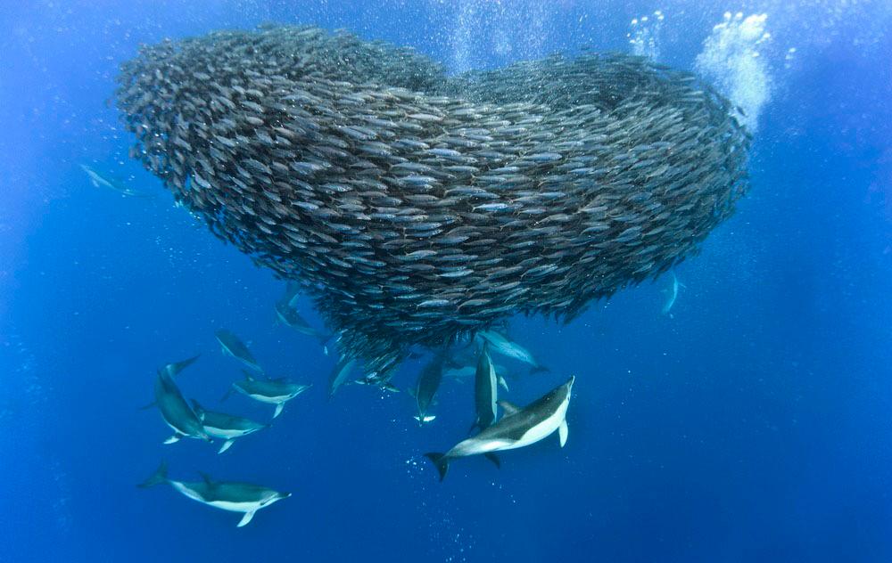 Delfin på jakt etter makrell. Foto.