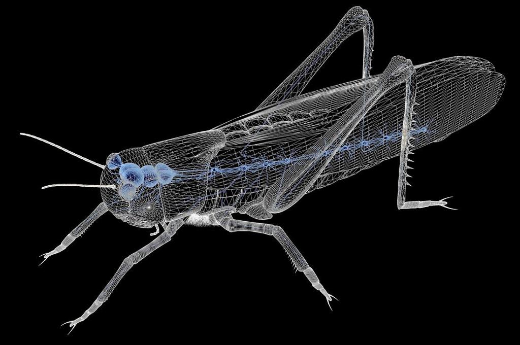 Gjennomsiktig insekt med synlig nervesystem. Tegning.