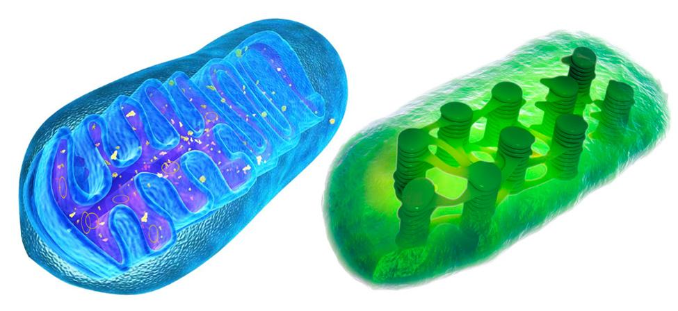 En mitokondrie og en kloroplast side om side. Illustrasjon.