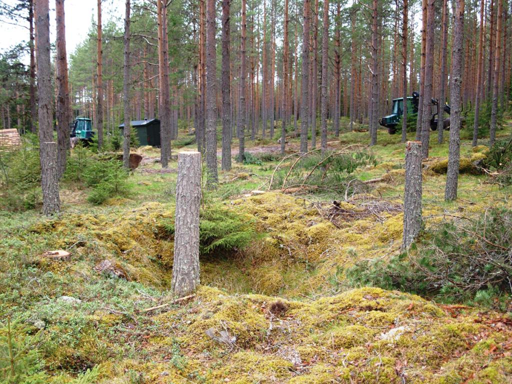 Fordypning i skog med hogstmaskiner. Foto.