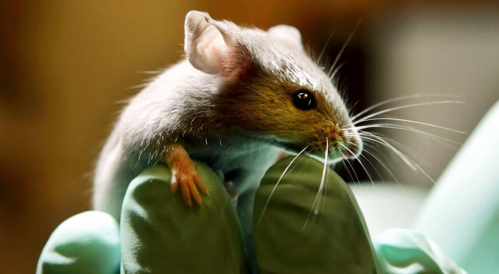 Forsker som holder en mus. Foto.