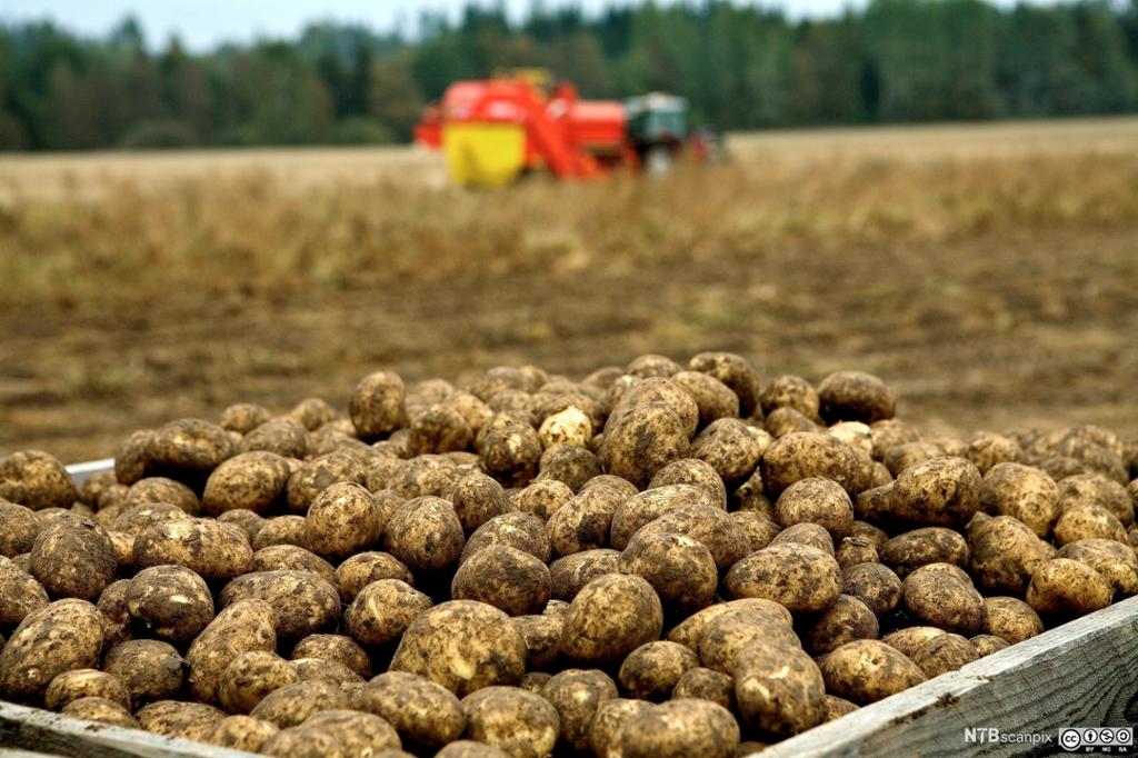 Kasse med poteter på eit jorde. Ein traktor med potetopptakar i bakgrunnen. Foto.