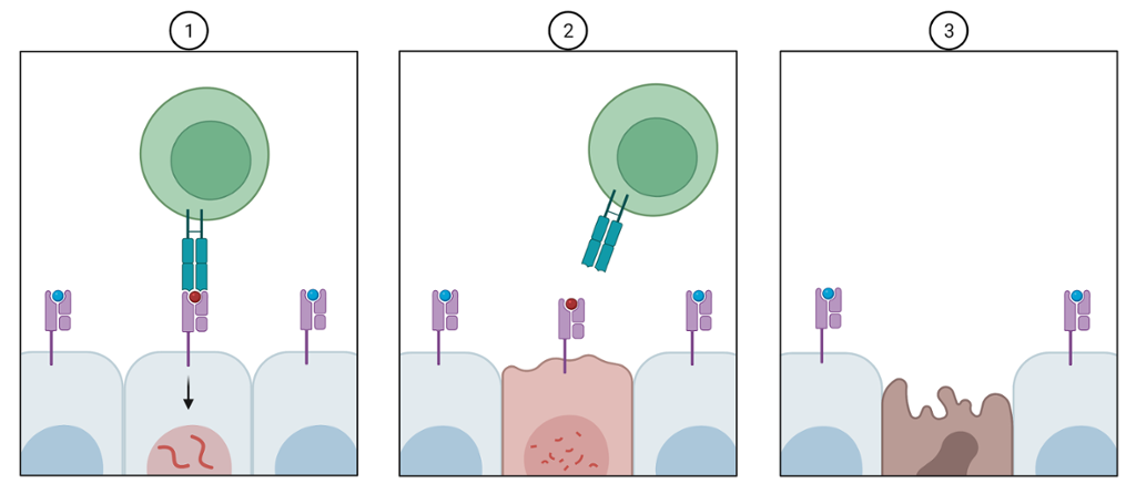 Virusinfisert celle viser fram antistoff på utsiden av cella. Ei drepecelle kjenner igjen antistoffet, fester seg til det og skiller ut et stoff som gjør at den infiserte cella dør. Drepecella slipper seg løs. Illustrasjon.