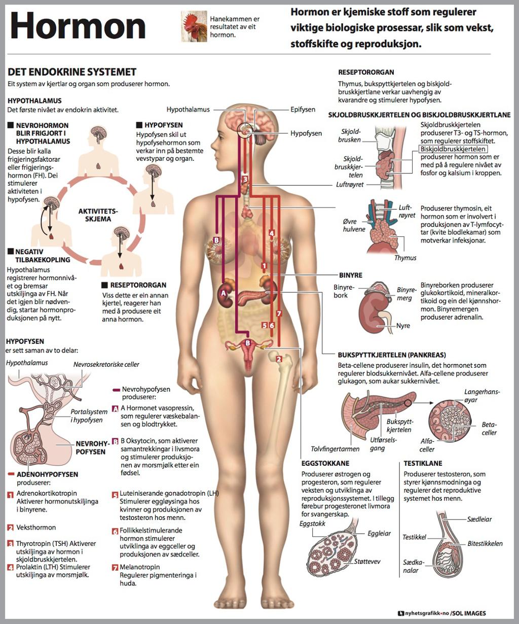 Grafikk om hormoner i menneskekroppen. Grafikk
