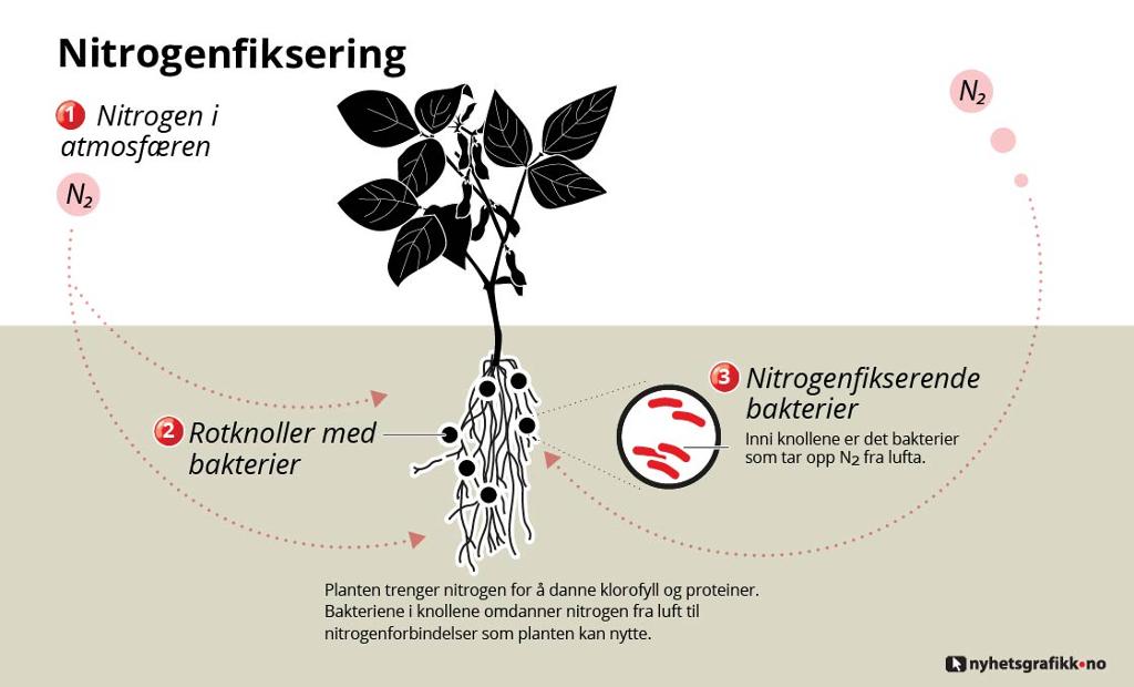 Nitrogenfiksering. Grafikk.