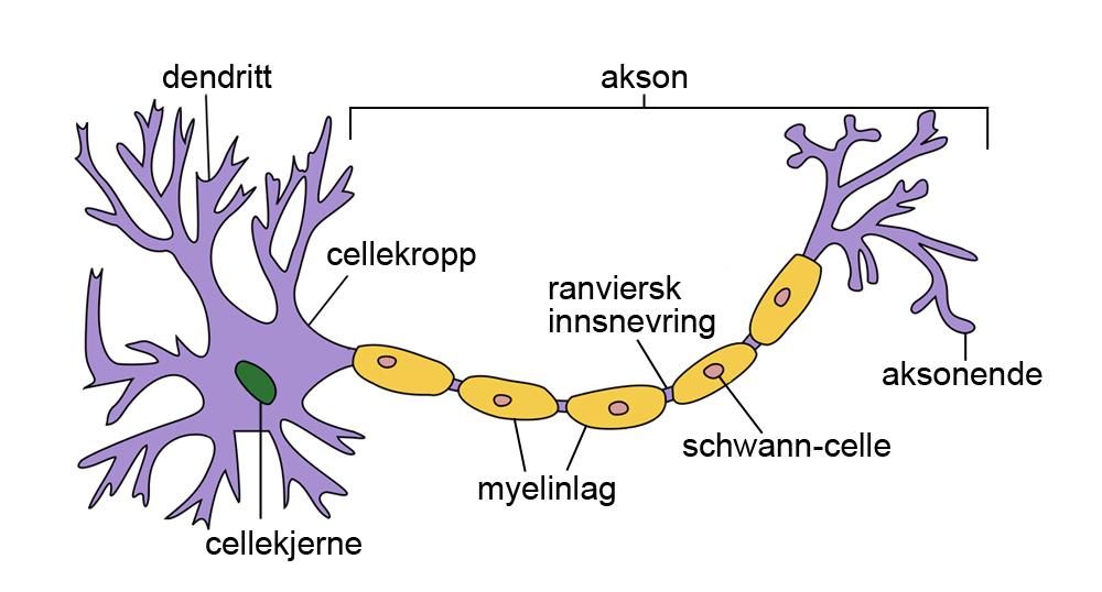 Nervecelle med navn på ulike deler. Illustrasjon.