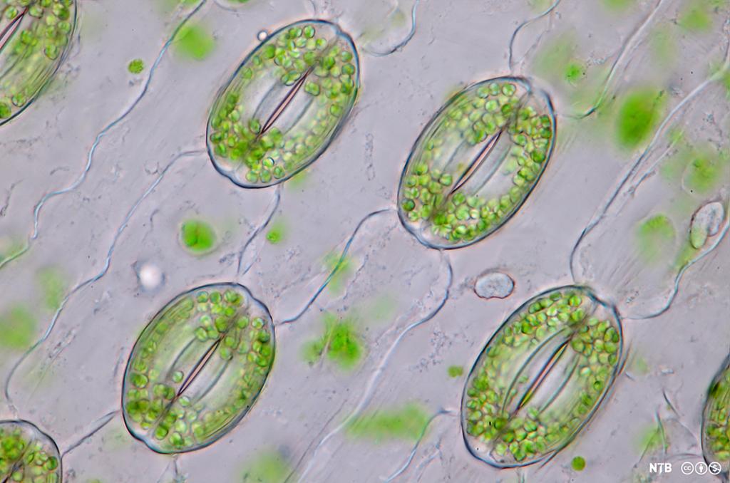 Mikroskopbilde av spalteåpninger i bladet til en lilje. Foto.